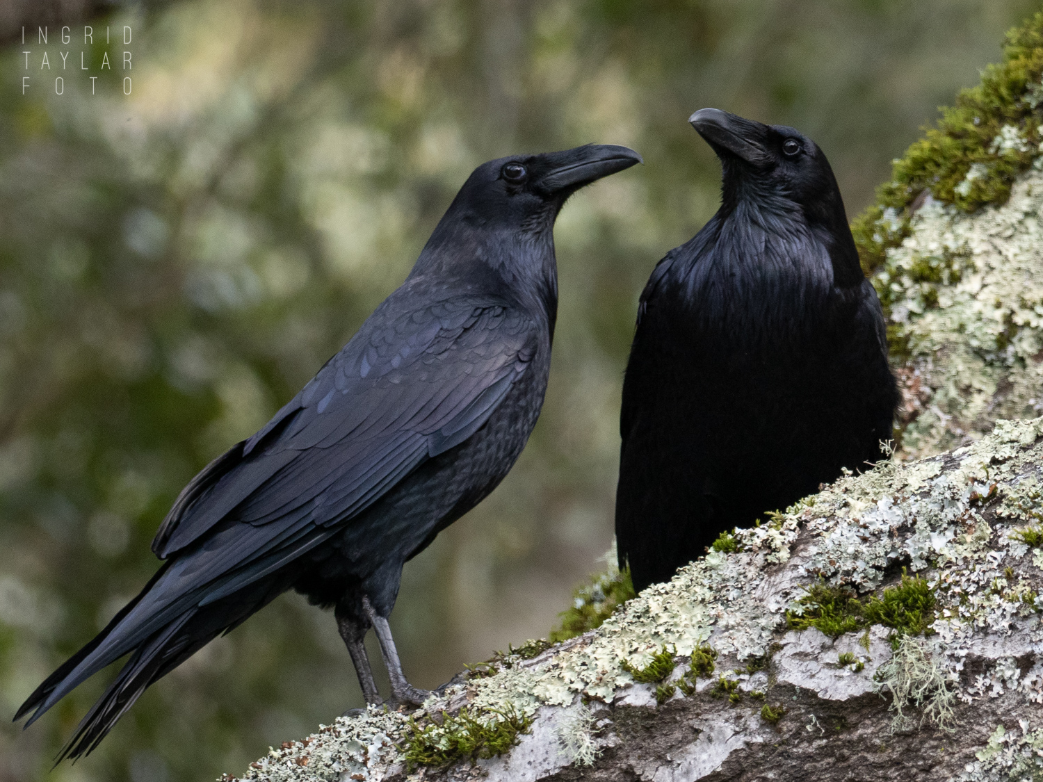 Raven Pair in Berkeley Tree