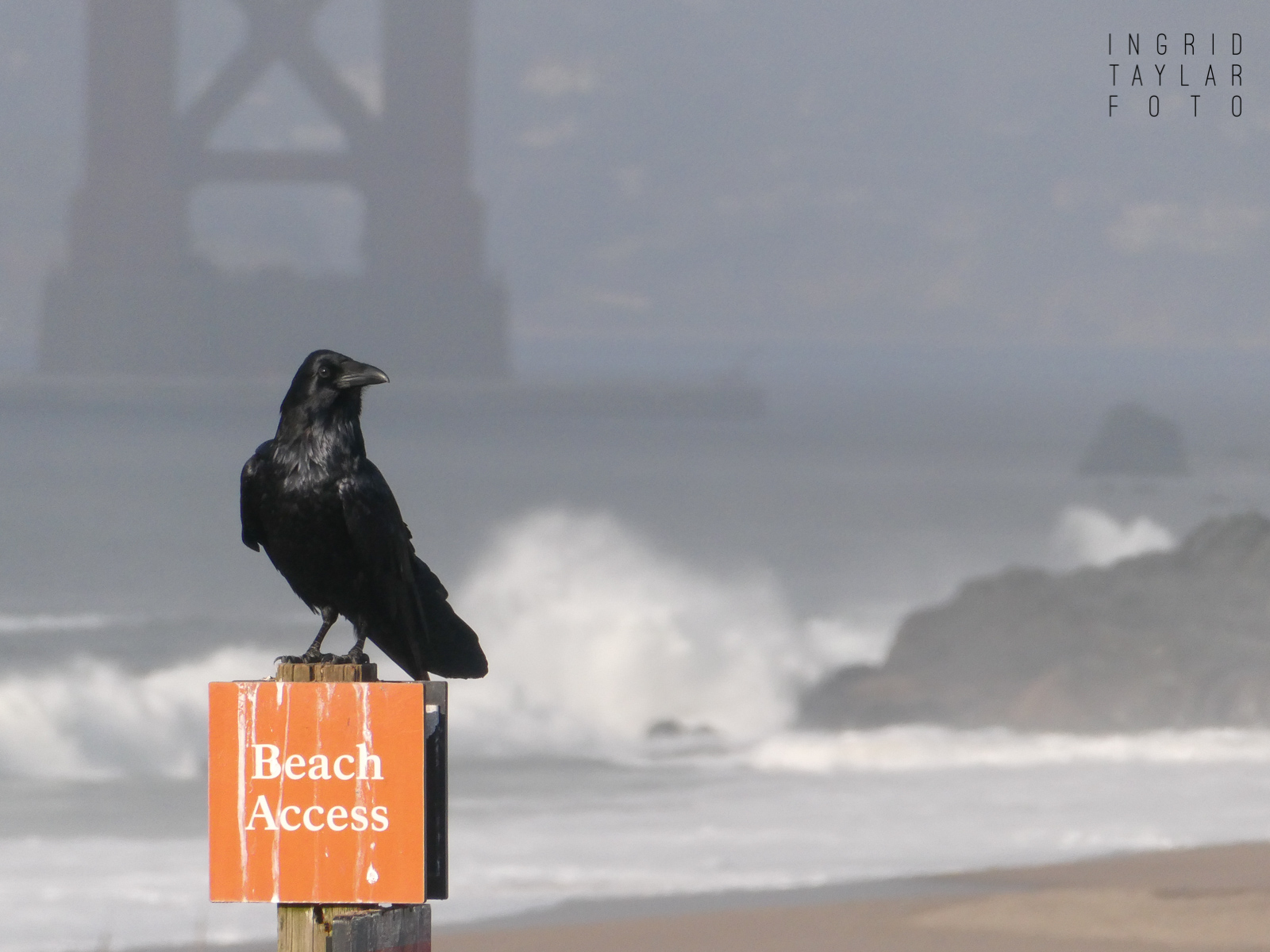 Raven at Golden Gate Bridge and Baker Beach