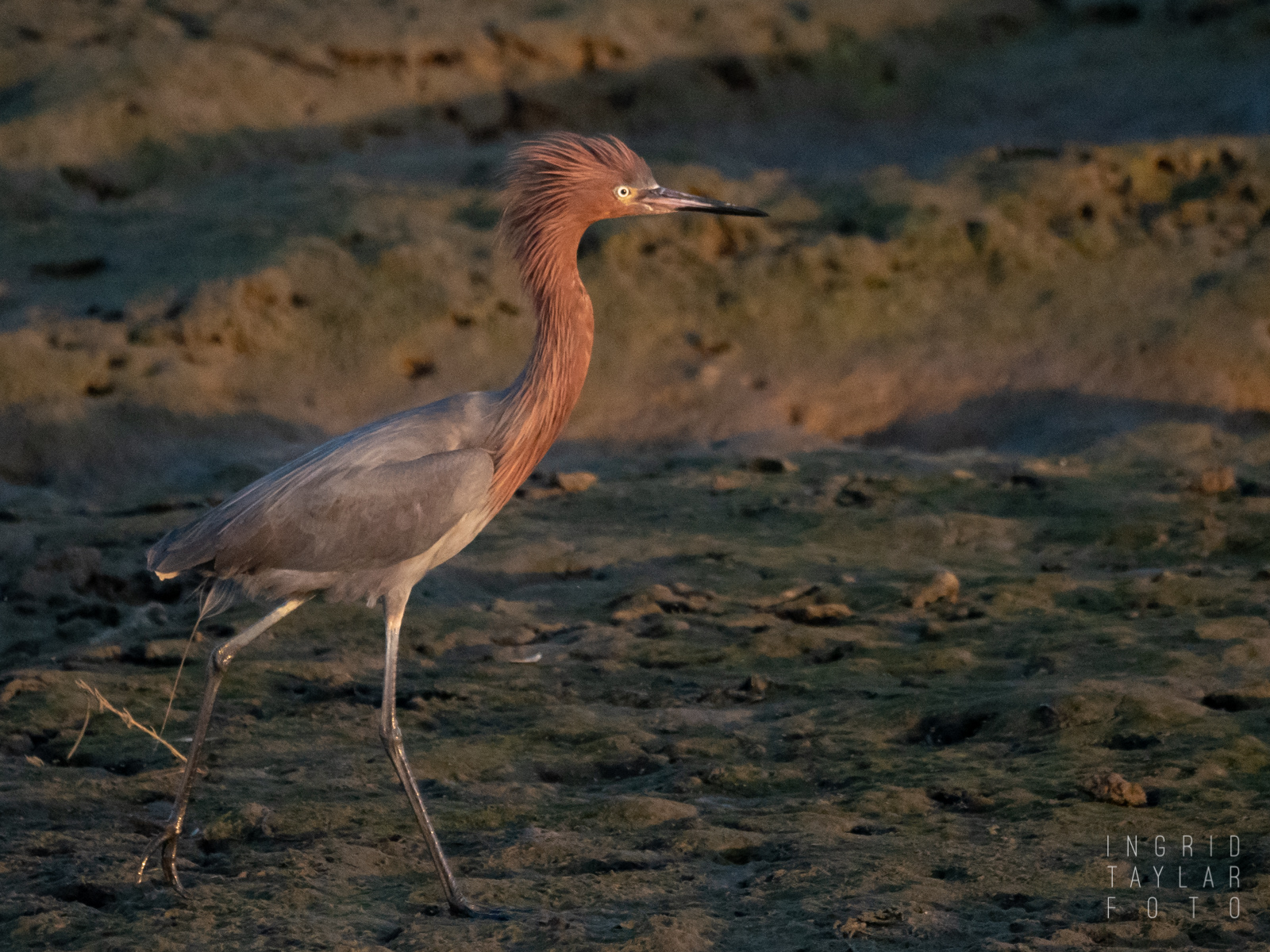 Reddish Egret at Bolsa Chica Wetlands 1600
