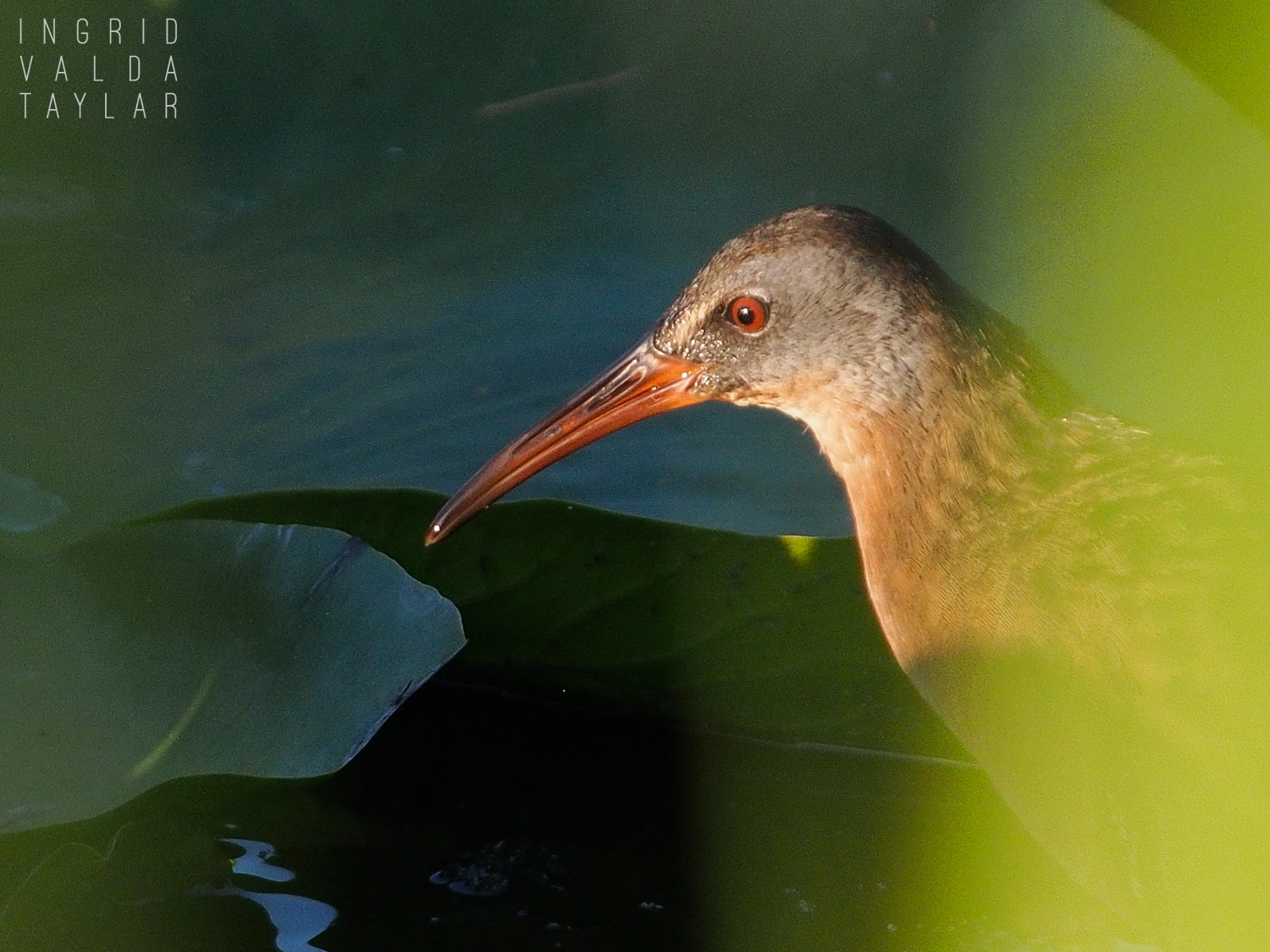 Virginia Rail in Lily Pads