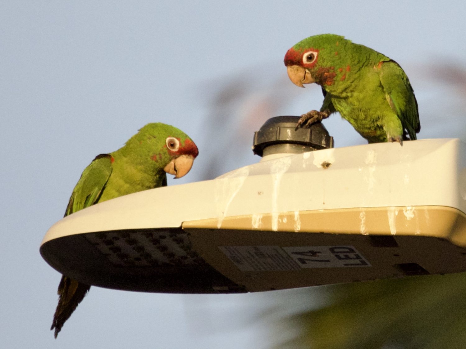 Long Beach Wild Parrots on Street Light