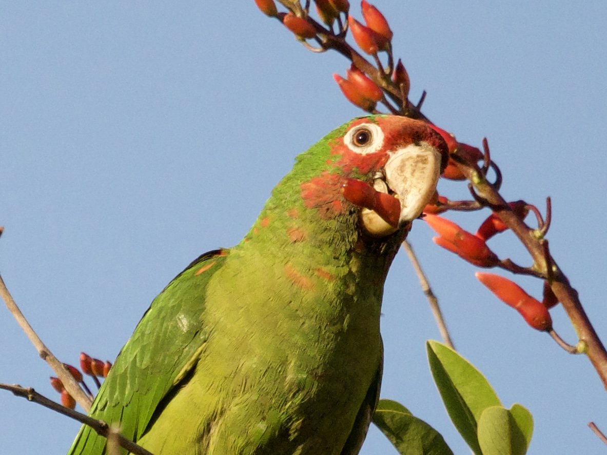 Mitred Parakeet Eating Coral Tree Blossoms