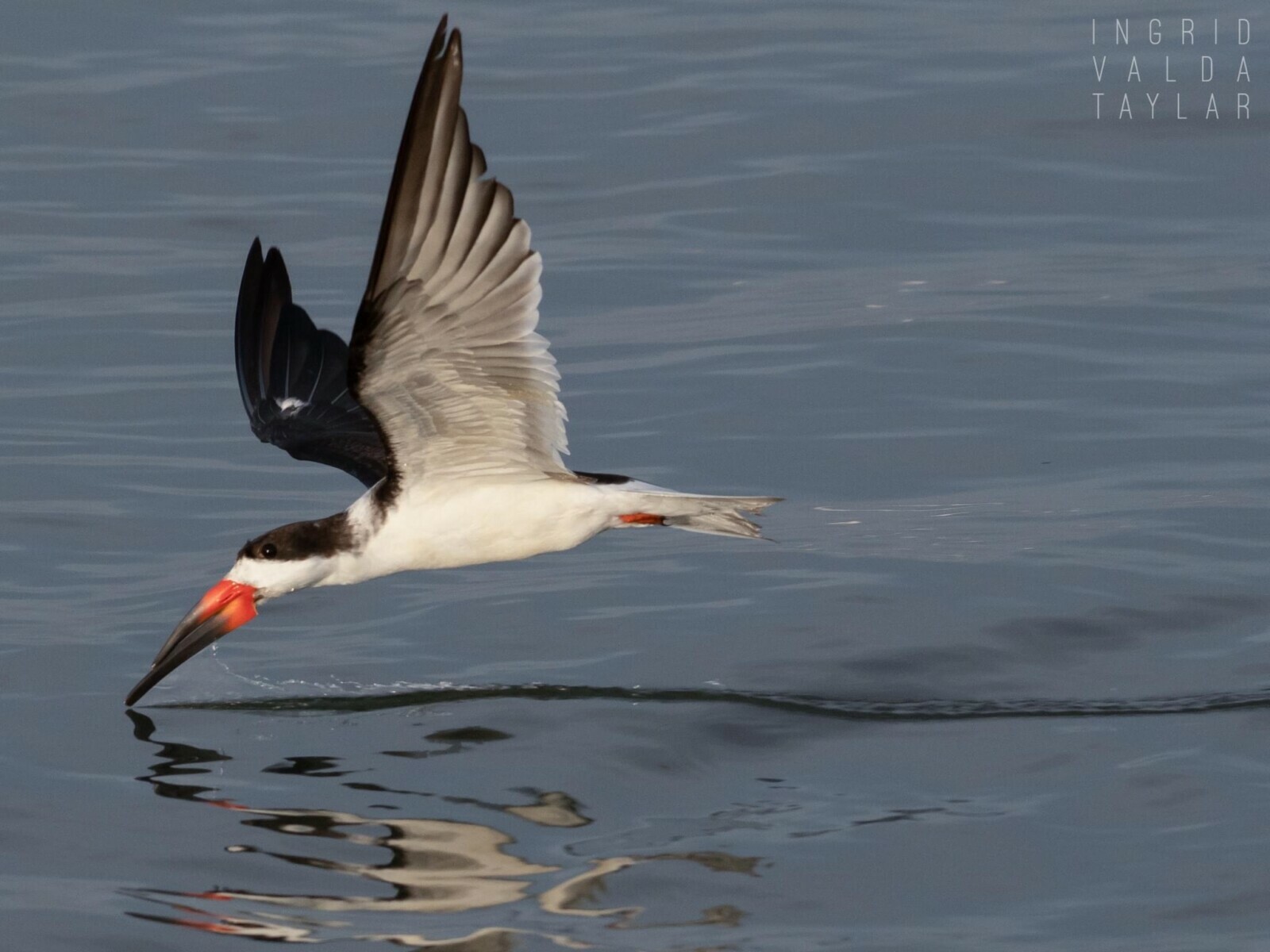 Black Skimmer Flying on San Francisco Bay