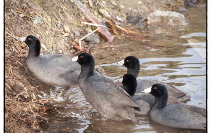American Coots Climbing Out of Lake Union Seattle