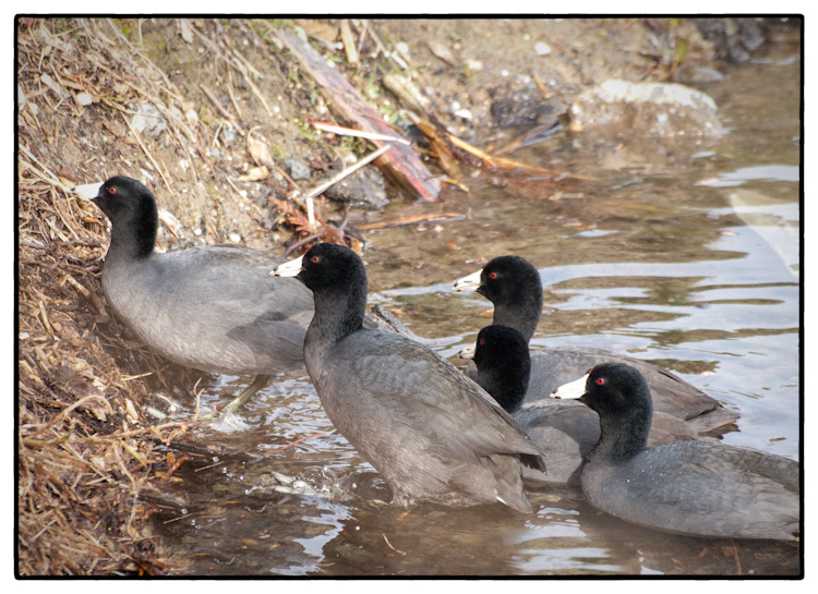 American Coots Climbing Out of Lake Union Seattle