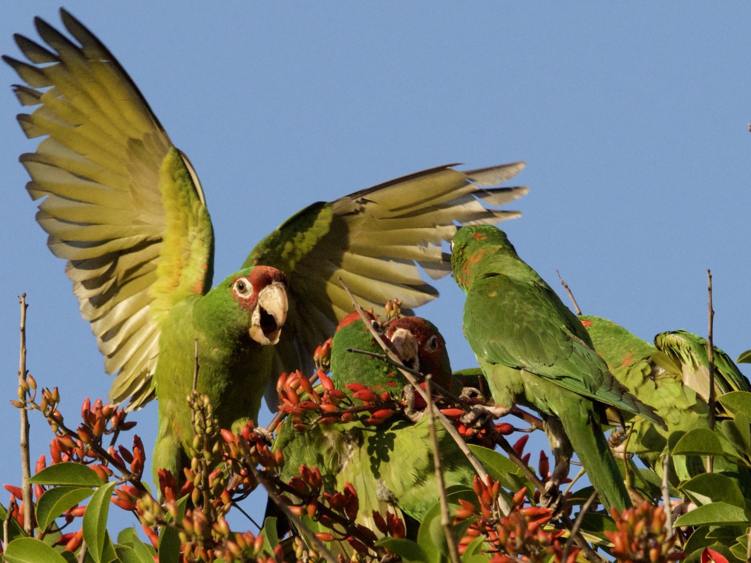 California Wild Parrots in Coral Tree