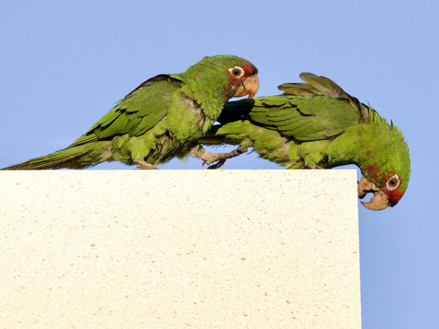 Mitred Parakeets Playing on Sign