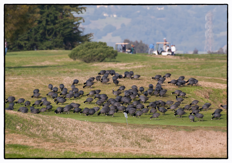 American Coots on Golf Course in Bay Area