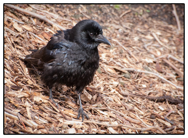 American Crow at Lake Union Seattle