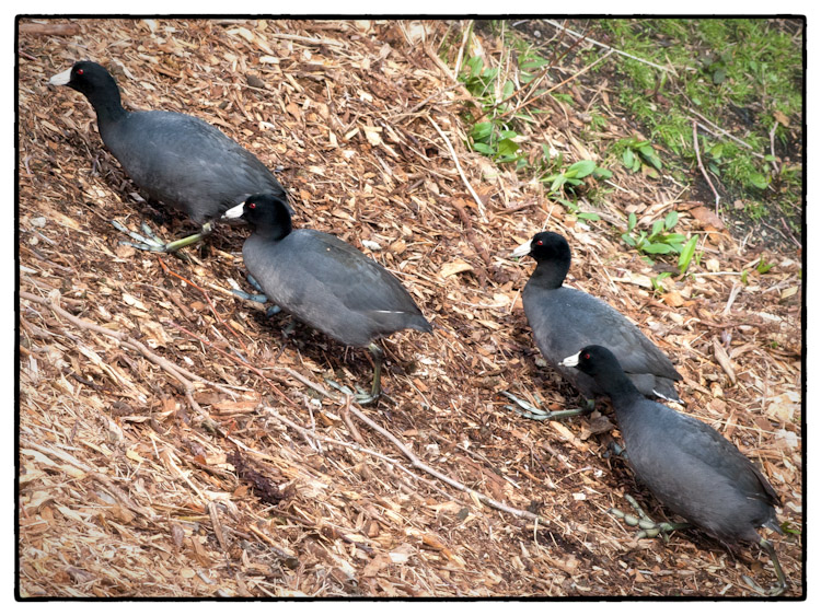 American Coots Climbing Hill