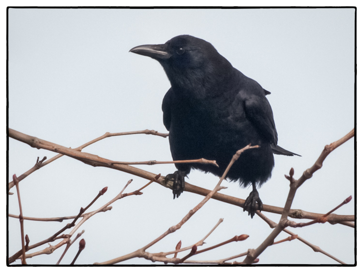 American Crow on Branch