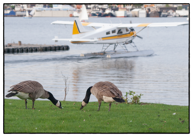 Canada Geese Grazing Next to Sea Plane on Lake Union