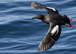 Pigeon Guillemot in Flight