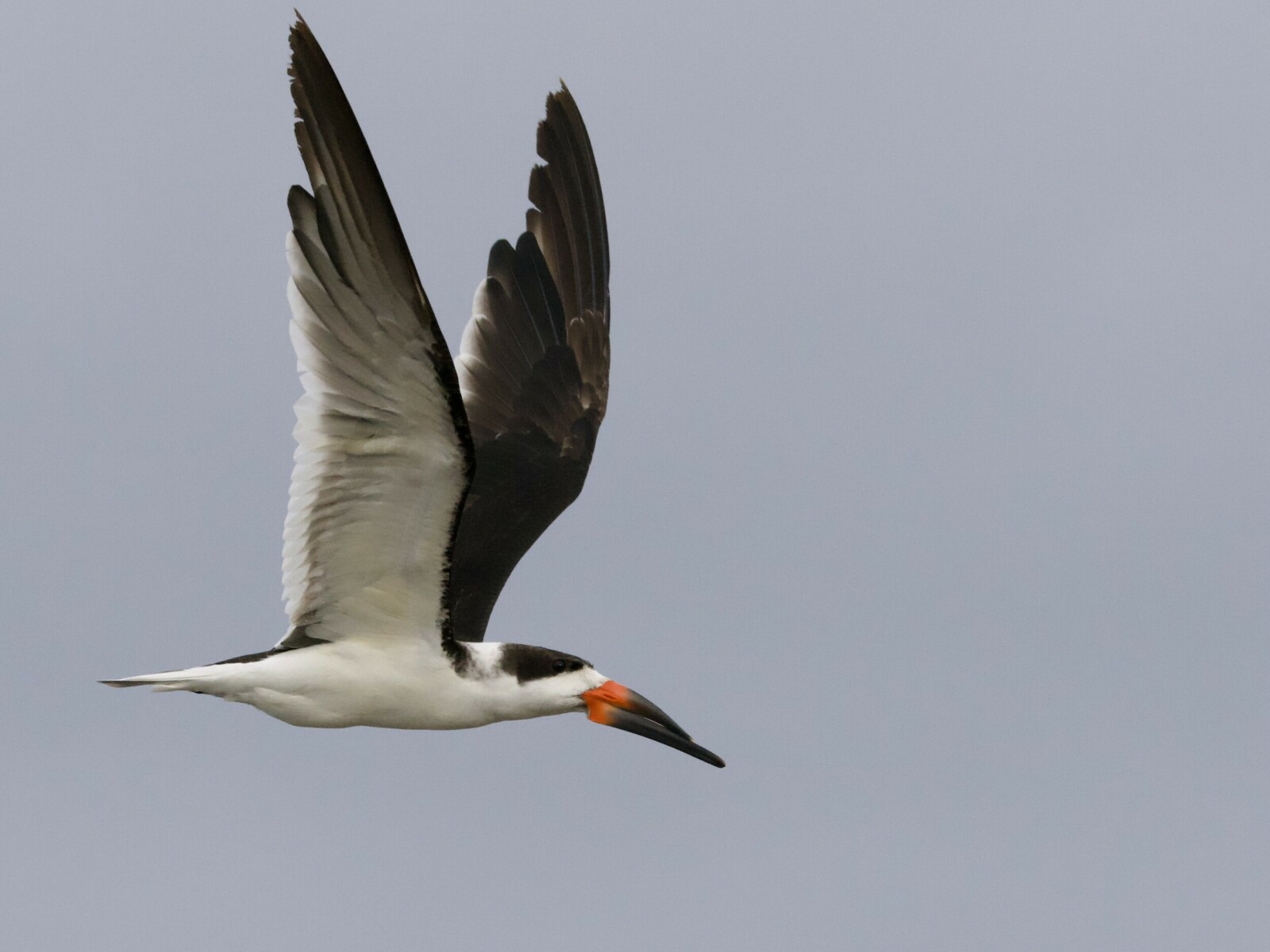 Black Skimmer in Flight at Crissy Field