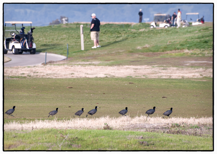 American Coots on Golf Course in San Leandro