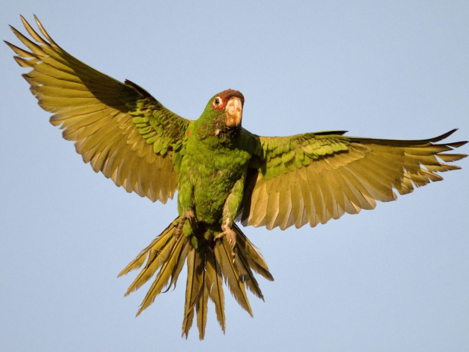 Wild California Parrot in Flight