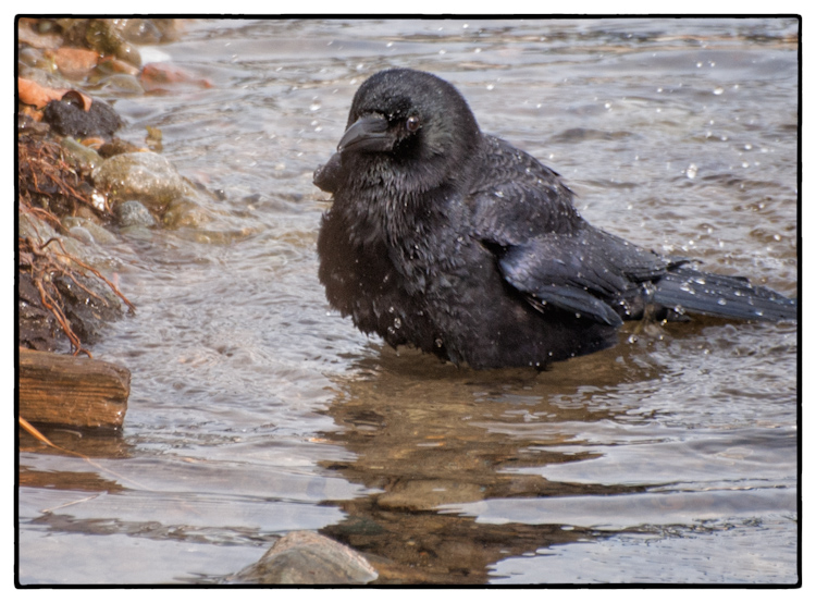 American Crow Bathing in Lake Union Seattle