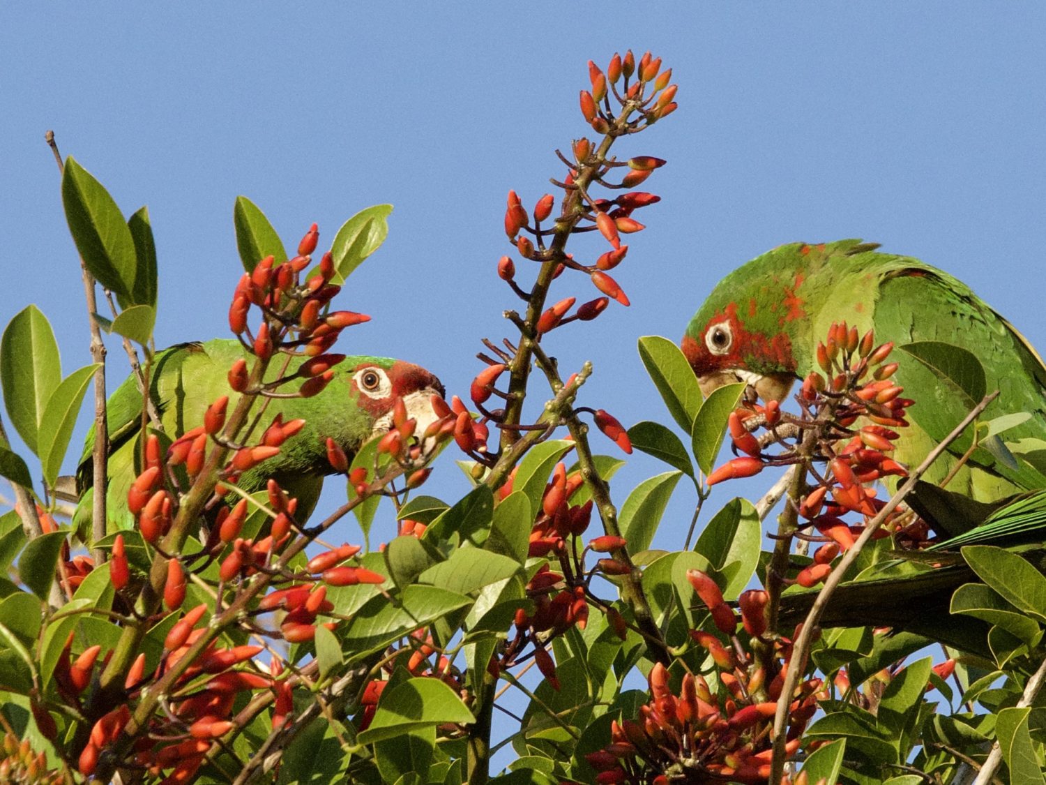 Long Beach Wild Parrots in Coral Tree