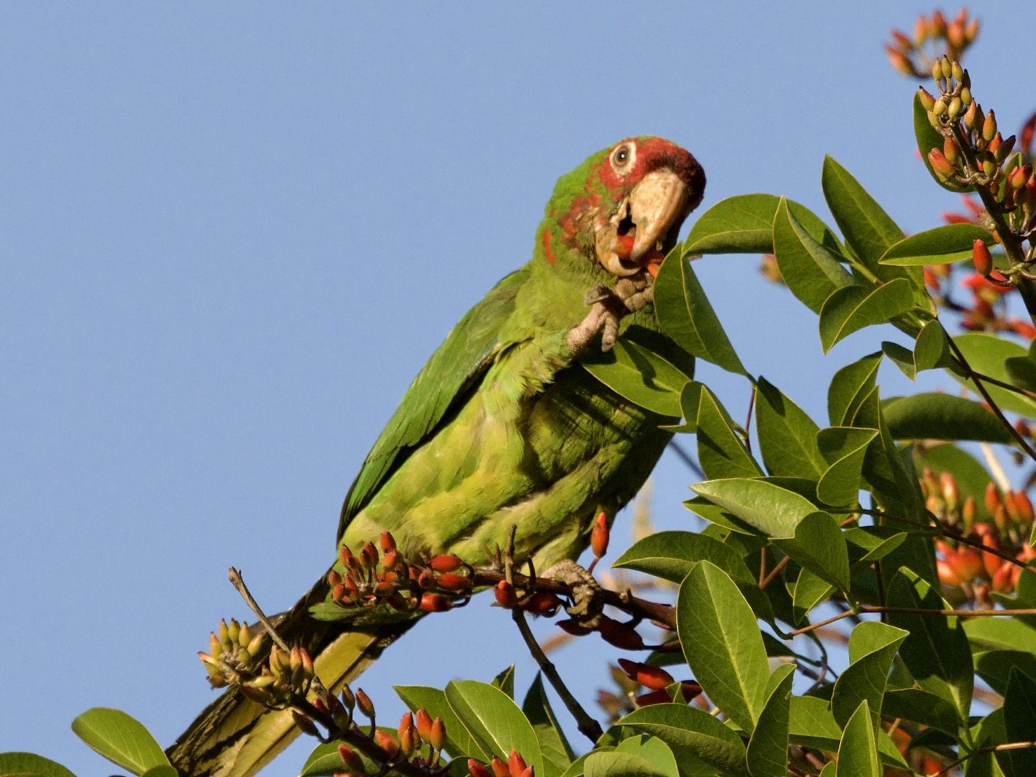 Wild California Parrot in Long Beach Coral Tree