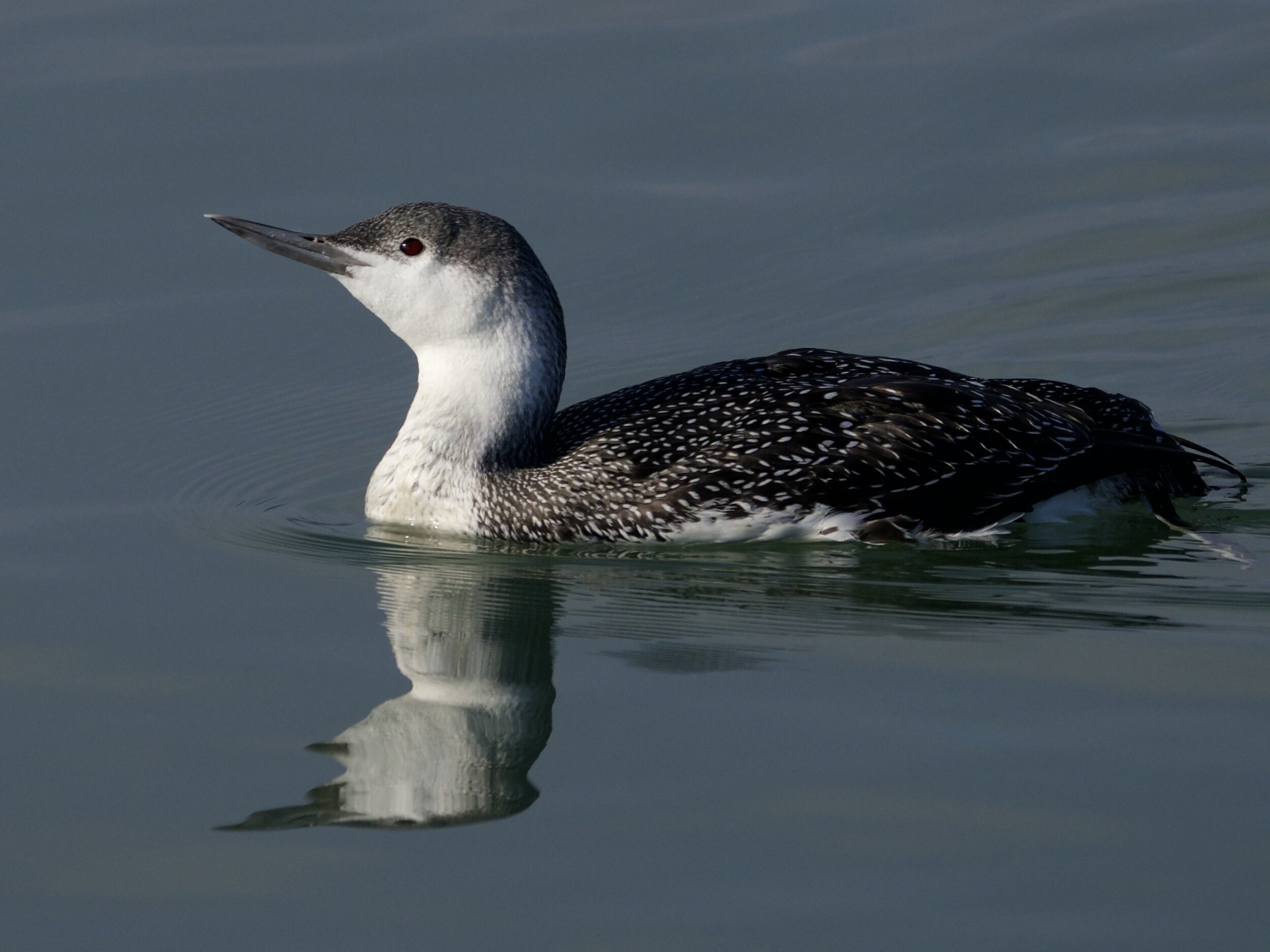 Red-Throated Loon in Winter Plumage on San Francisco Bay