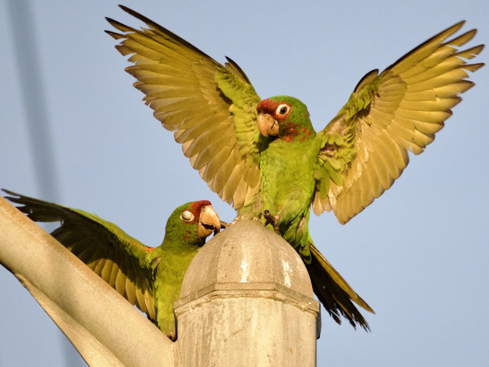 Wild California Parrots Playing on Street Lamp
