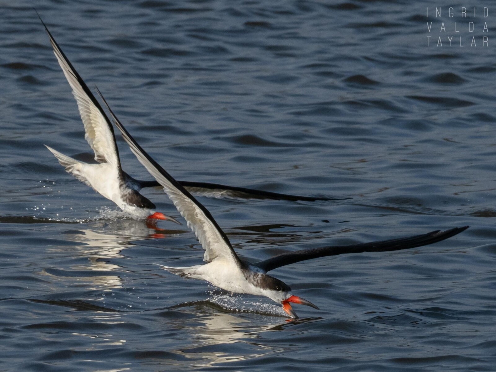 Black Skimmers Skimming at Crissy Field SF