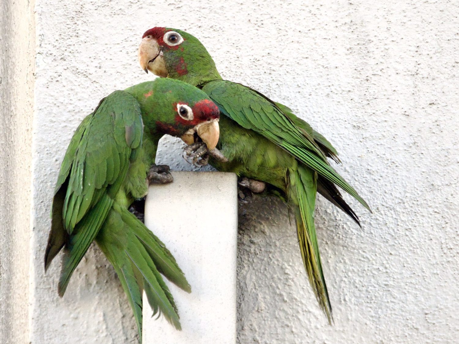 California Wild Parrots on Drain Pipe