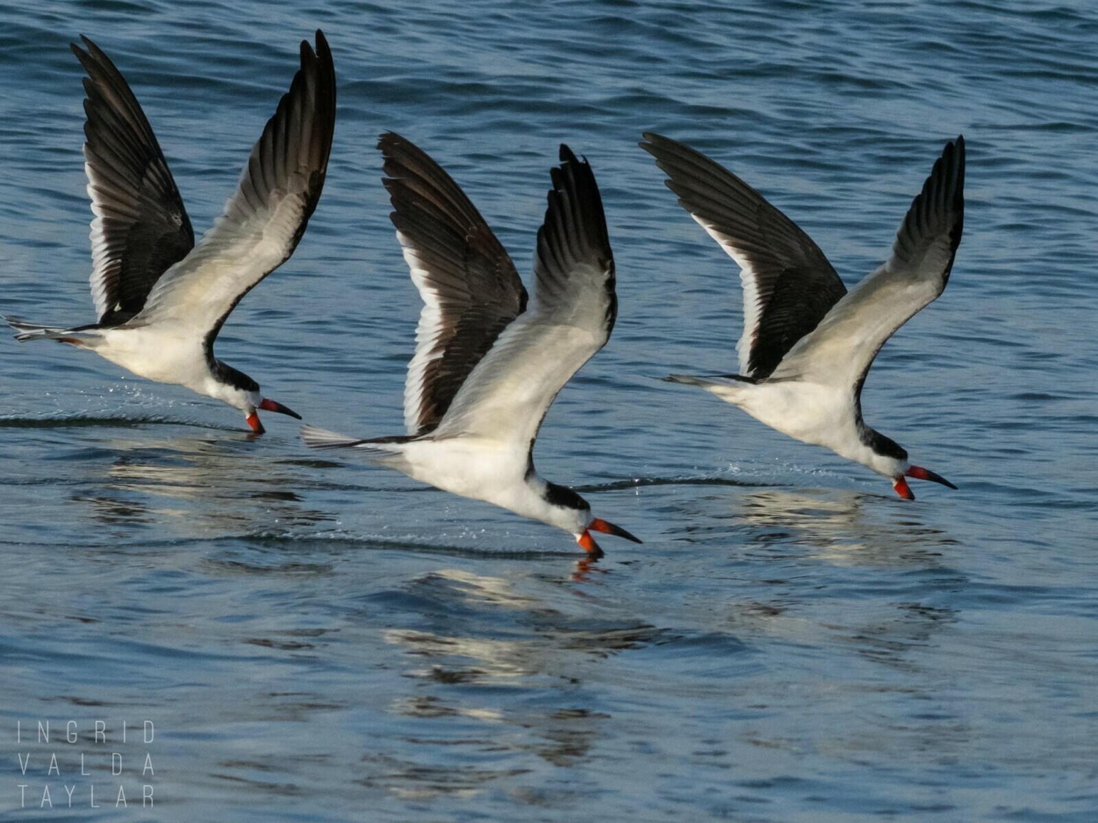 Three Black Skimmers Skimming in San Francisco Presidio Three Black Skimmers Skimming in San Francisco Presidio