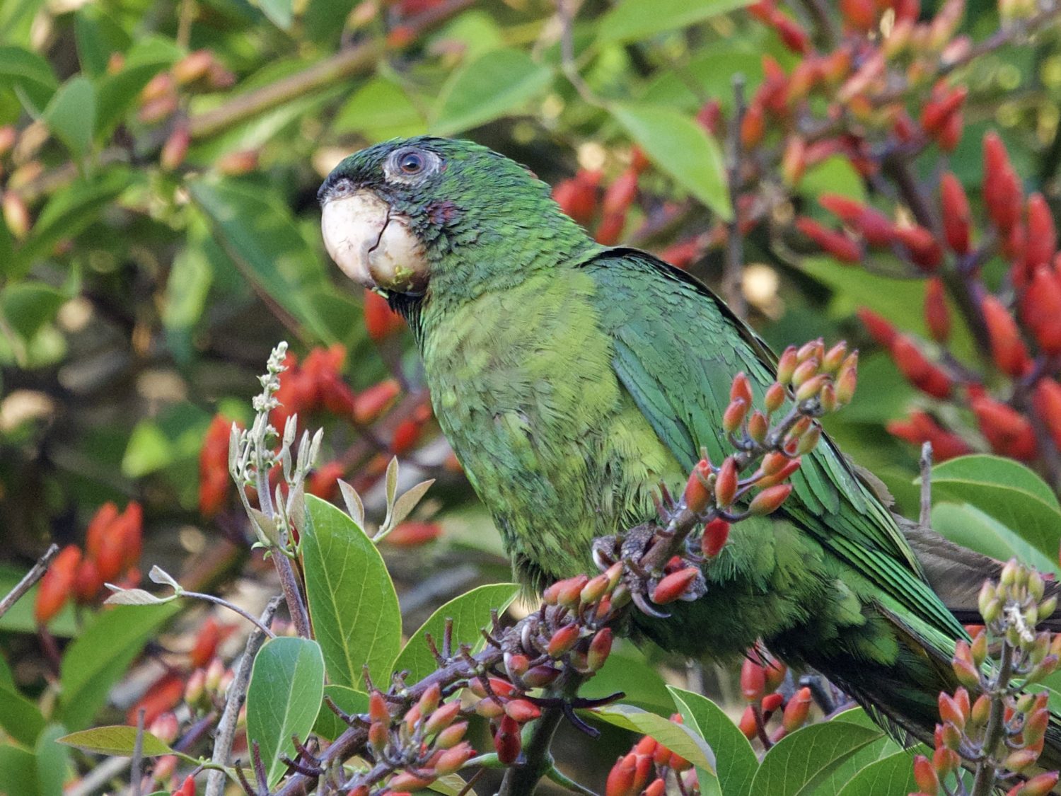 Wild Parrot in California Coral Tree