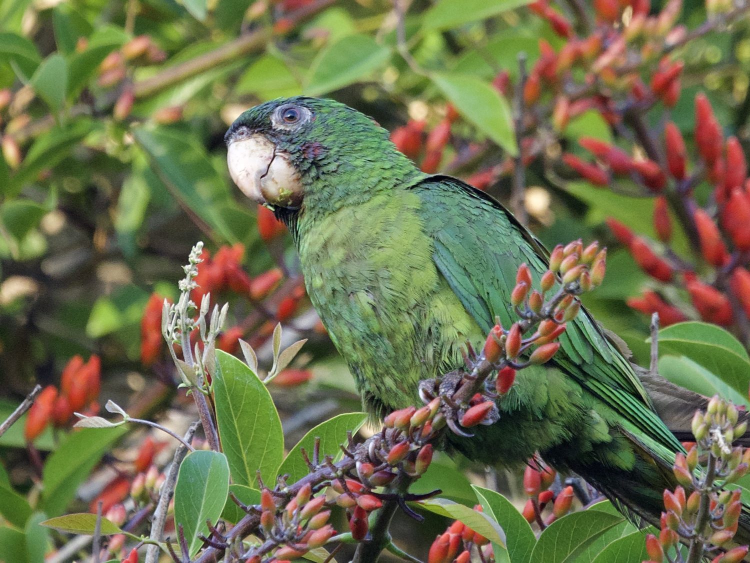 Wild Parrot in California Coral Tree Wild Parrot in California Coral Tree