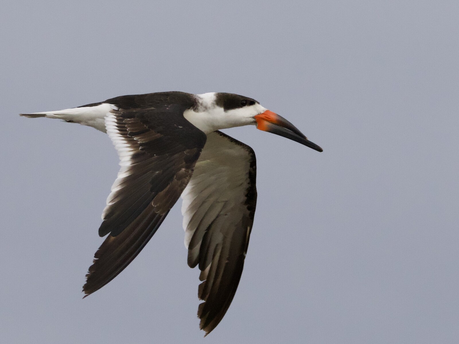 Black Skimmer in Flight Black Skimmer in Flight