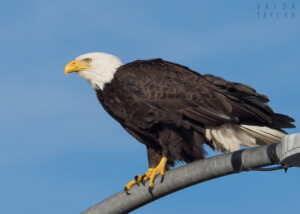 Bald Eagle on Seattle Lamp Post