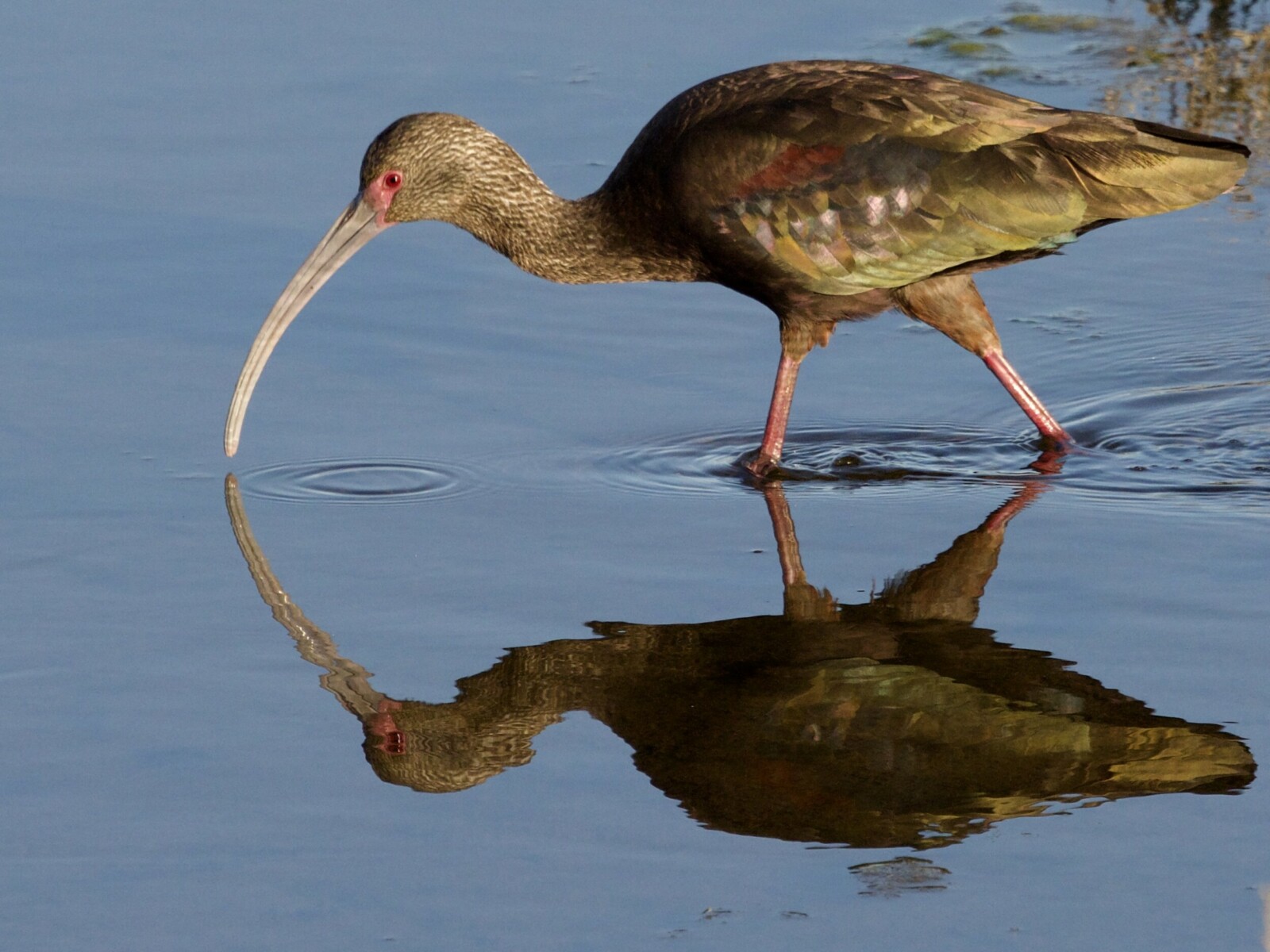 White-Faced Ibis Wading at Bolsa Chica Wetlands