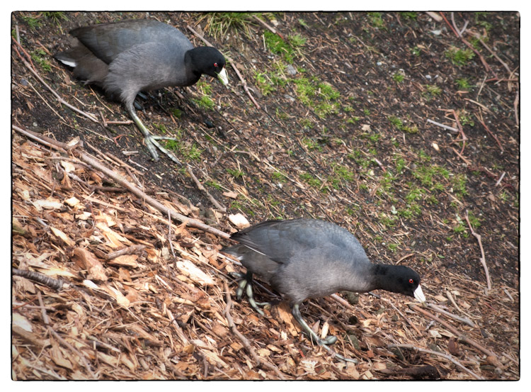 American Coots Descending Hill to Lake Union Seattle