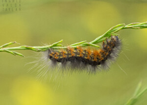 Caterpillar on Green and Yellow