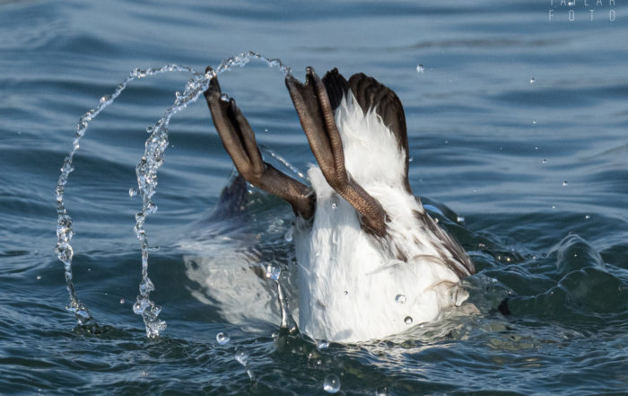 Common Murre Diving 3