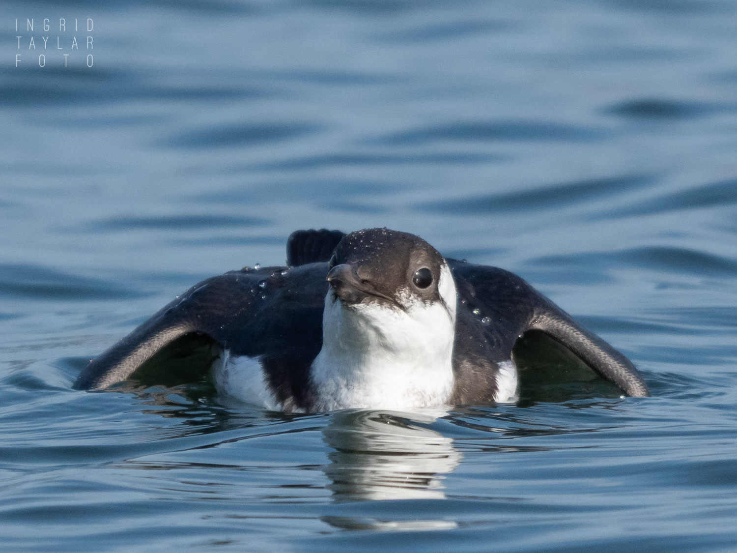 Common Murre Frontal View