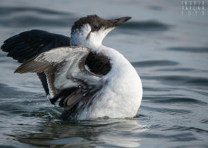 Common Murre Wing Stretch