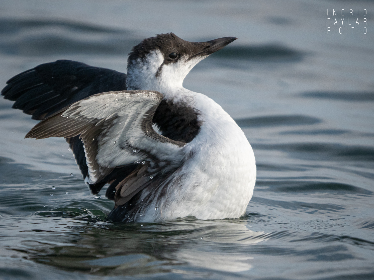 Common Murre Wing Stretch