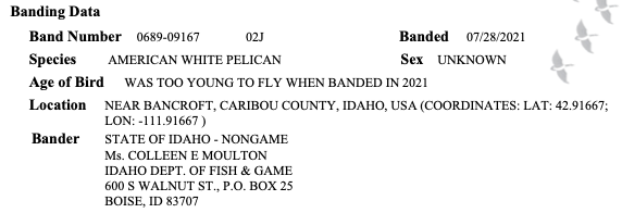Crop of Banding Certificate White Pelican 02J