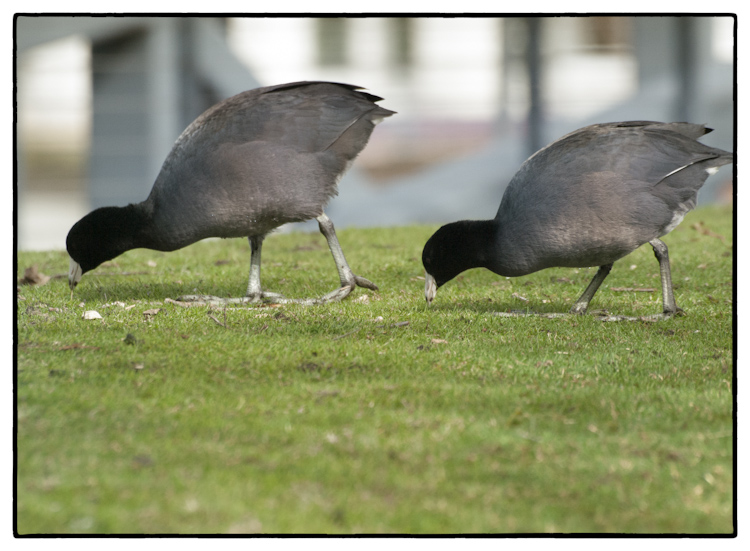 American Coots Feeding on Grass 