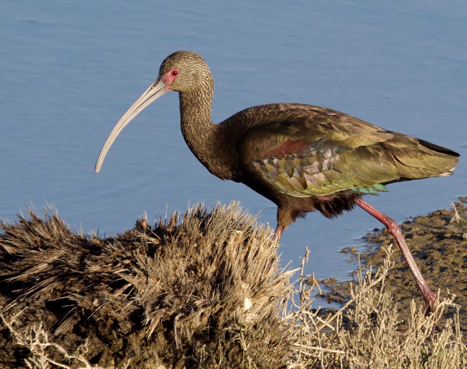 White-Faced Ibis at Bolsa Chica Ecological Reserve