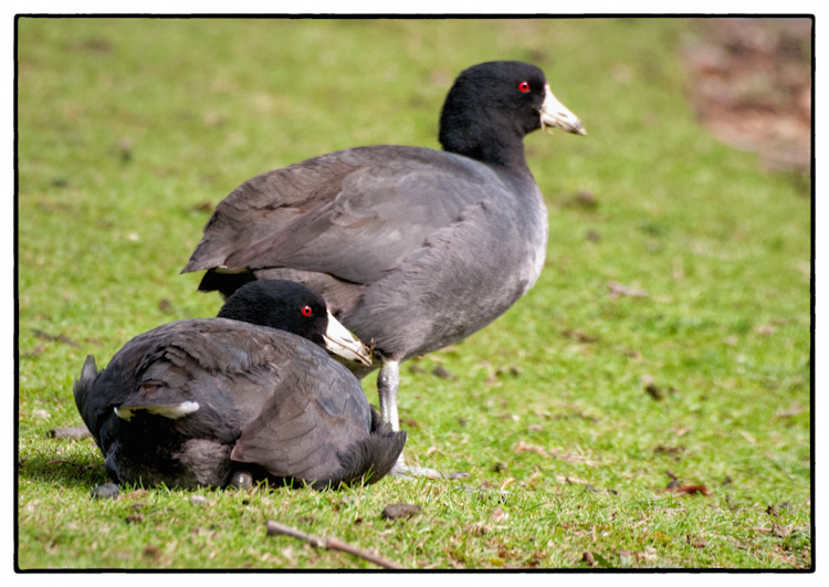 American Coots at Lake Union Seattle