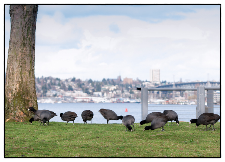 American Coots Grazing Along Lake Union in Seattle