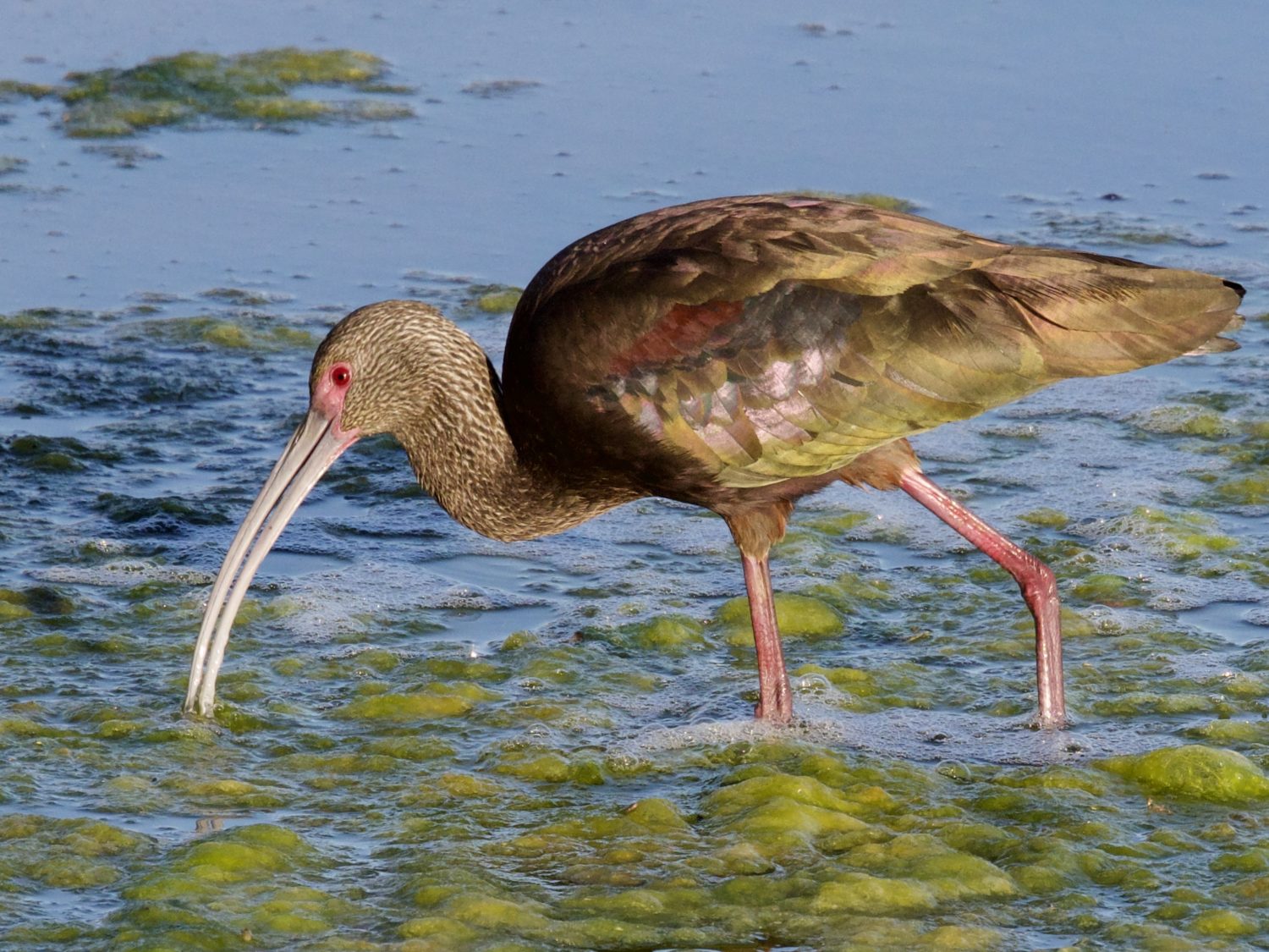 White-Faced Ibis at Bolsa Chica Ecological Reserve