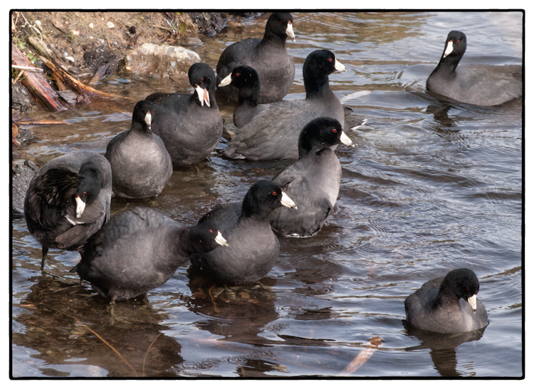 American Coots in Lake Union Seattle