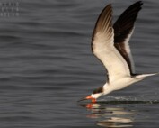 Black Skimmer Skimming on San Francisco Bay