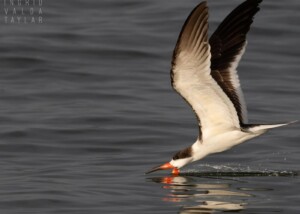 Black Skimmer Skimming on San Francisco Bay