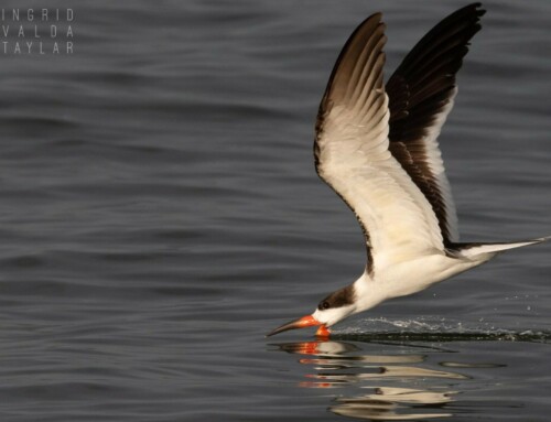 Black Skimmers Skimming at Crissy Field