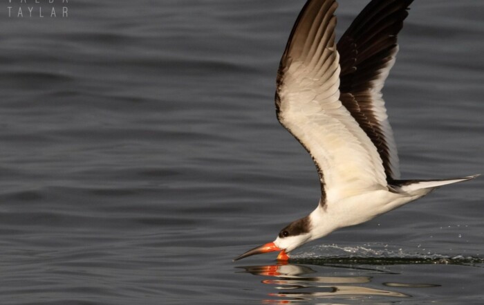 Black Skimmer Skimming on San Francisco Bay